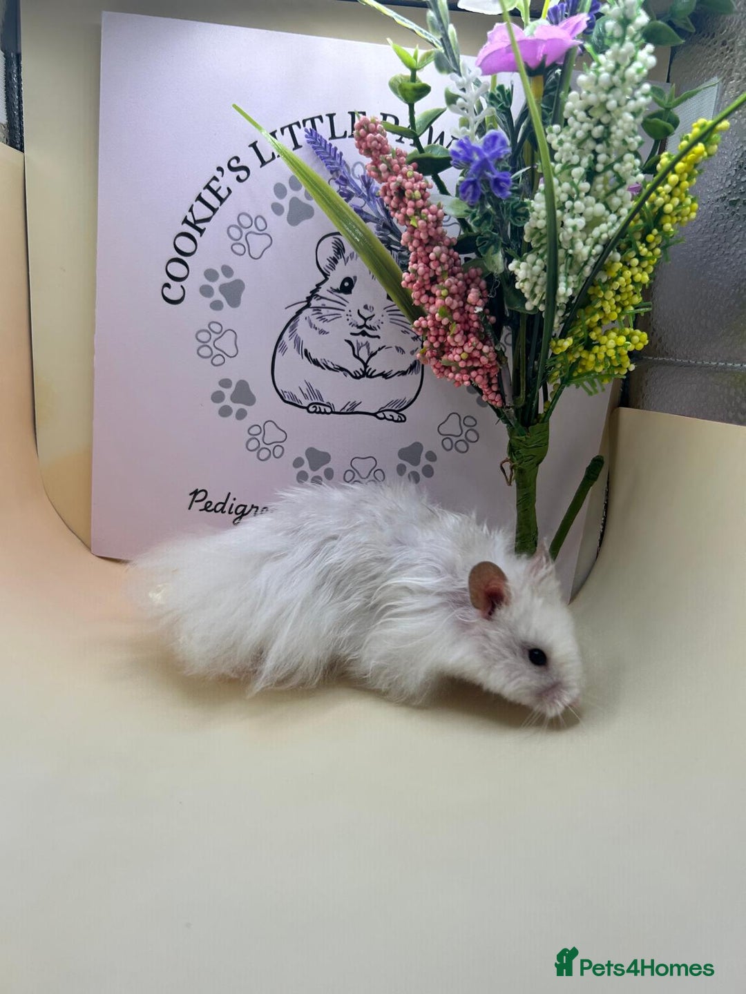 Hamster rodents for sale: Tame Syrian hamsters  - Image 1