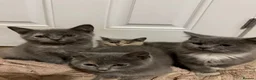 British Shorthair cats for sale: Half British shorthair girls ❤️ - Advert 2