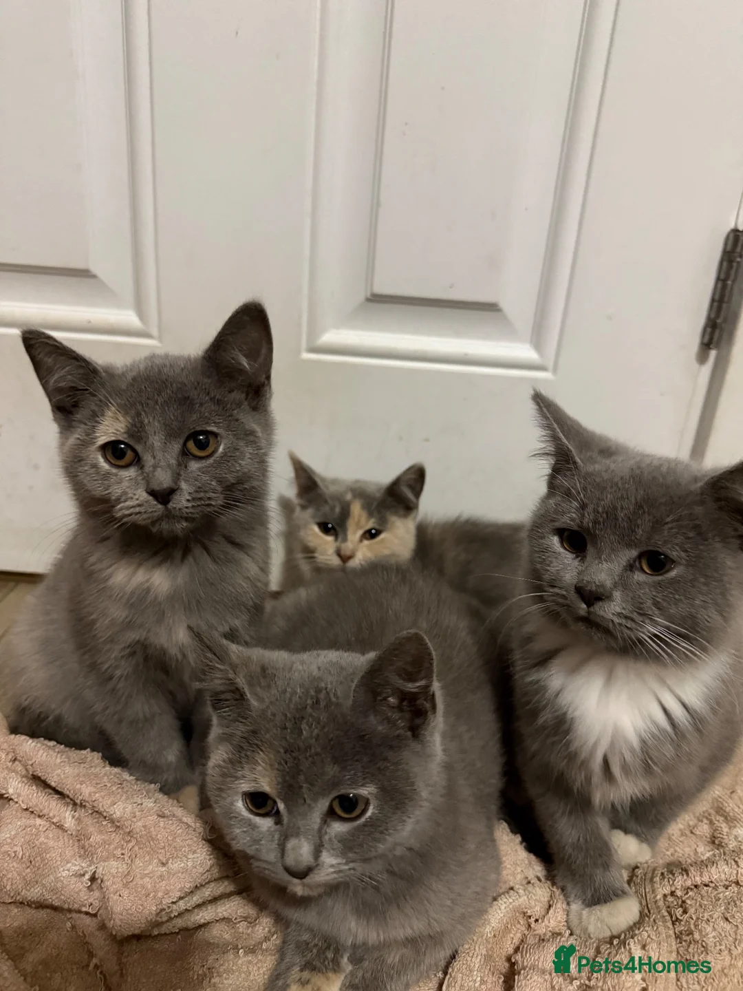 British Shorthair cats for sale: Half British shorthair girls ❤️ - Advert 2