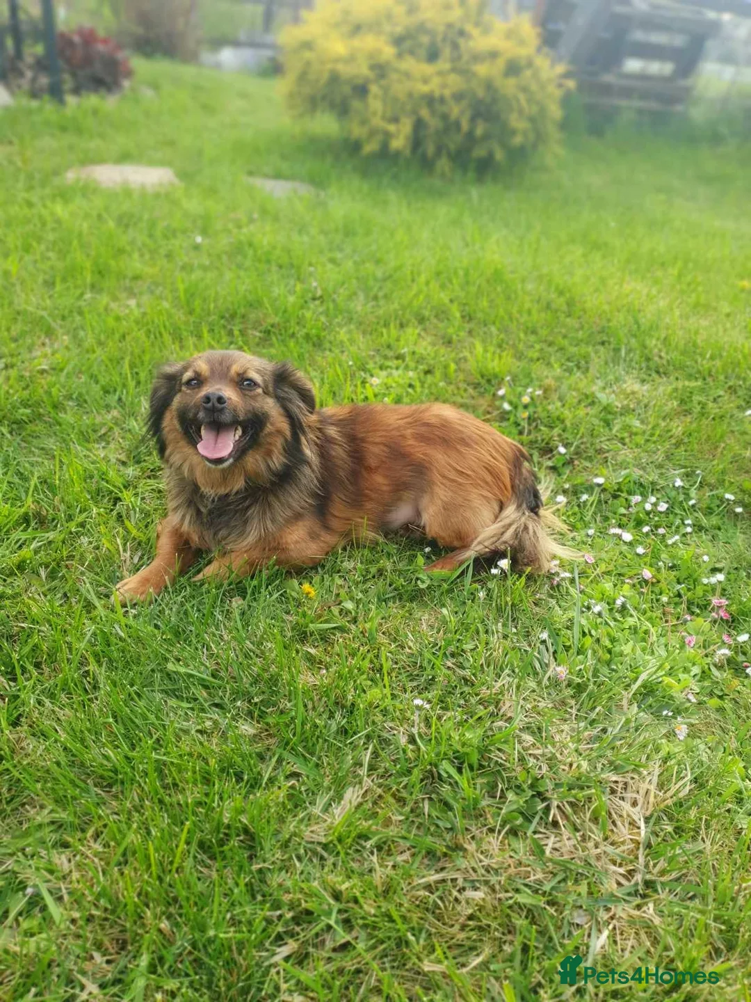 Mixed Breed dogs for adoption: ❤️🐶 MAIKA – SHE LOVES SO QUIETLY in Burton-on-Trent - Advert 2