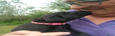 Labrador Retriever Puppy 3