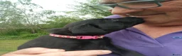 Labrador Retriever dogs for sale: Labrador Puppies  - Advert 5