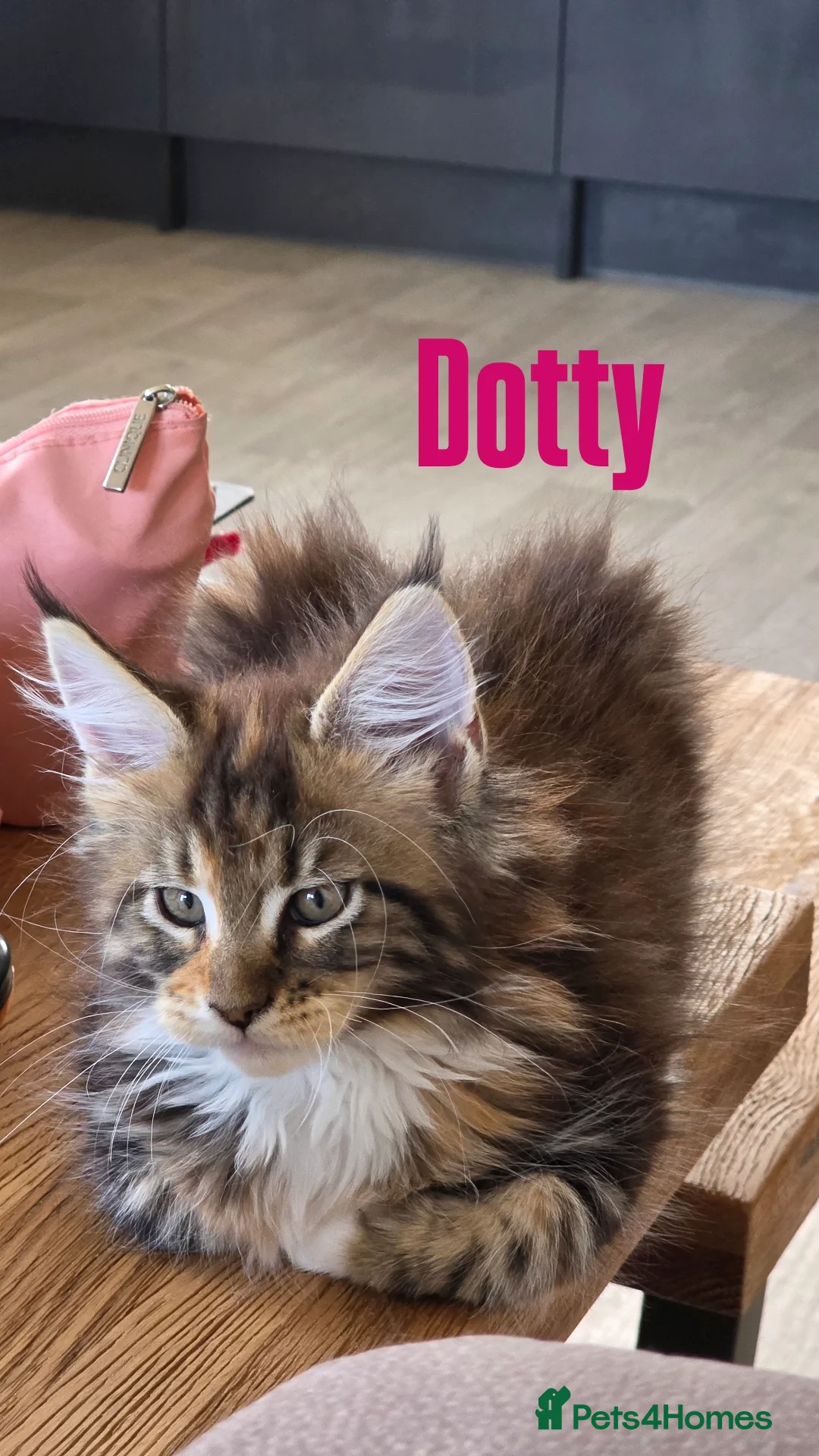 Maine Coon cats for sale: Affectionate Pure Breed Mainecoon Kittens - Image 19