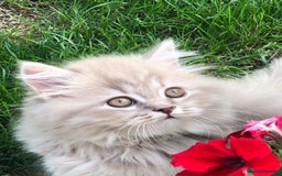 British Longhair cats for sale: 3 X BLH Haired kittens, READY NOW - Image 1