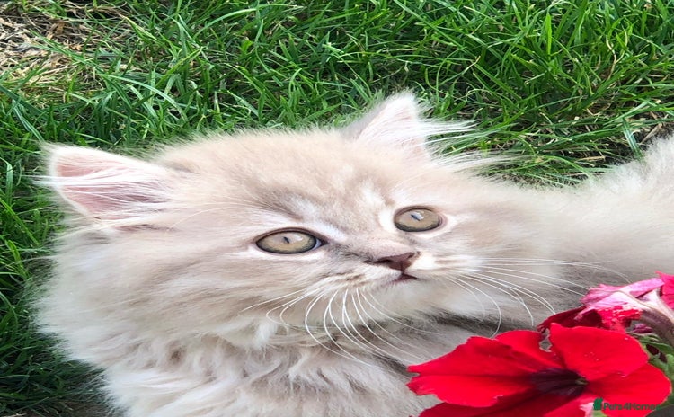 British Longhair cats - Advert 13