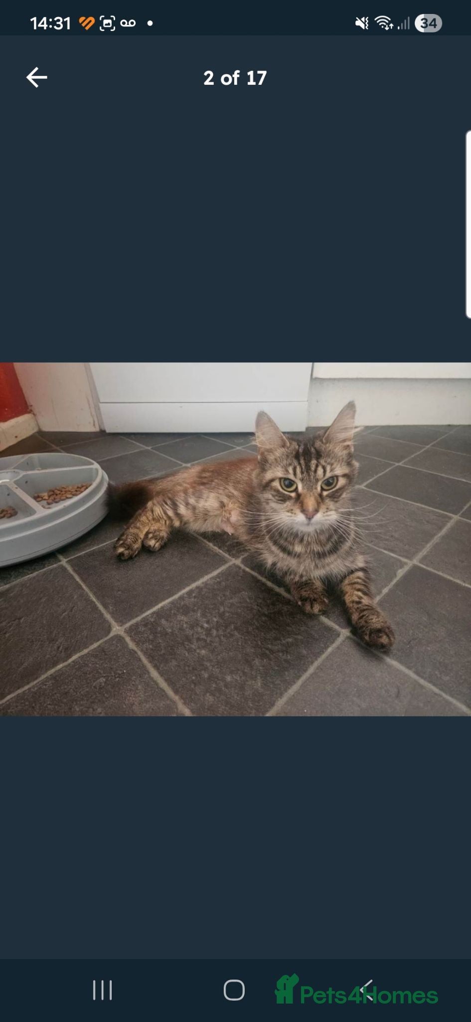 Mixed Breed cats 3 gorgeous kittens  - Advert 1