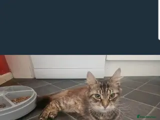 Mixed Breed cats 3 gorgeous kittens - Advert 1