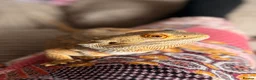 Bearded Dragon reptiles for sale: Wonderful Family Bearded Dragon For Adoption.  - Advert 5