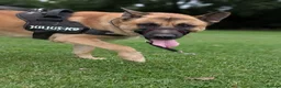 Mixed Breed dogs for sale: Dexter  in North Shields - Advert 6