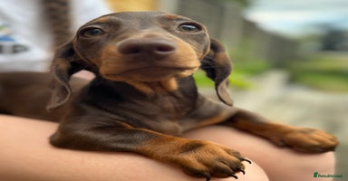 Miniature Dachshund dogs in Horley - Advert 7