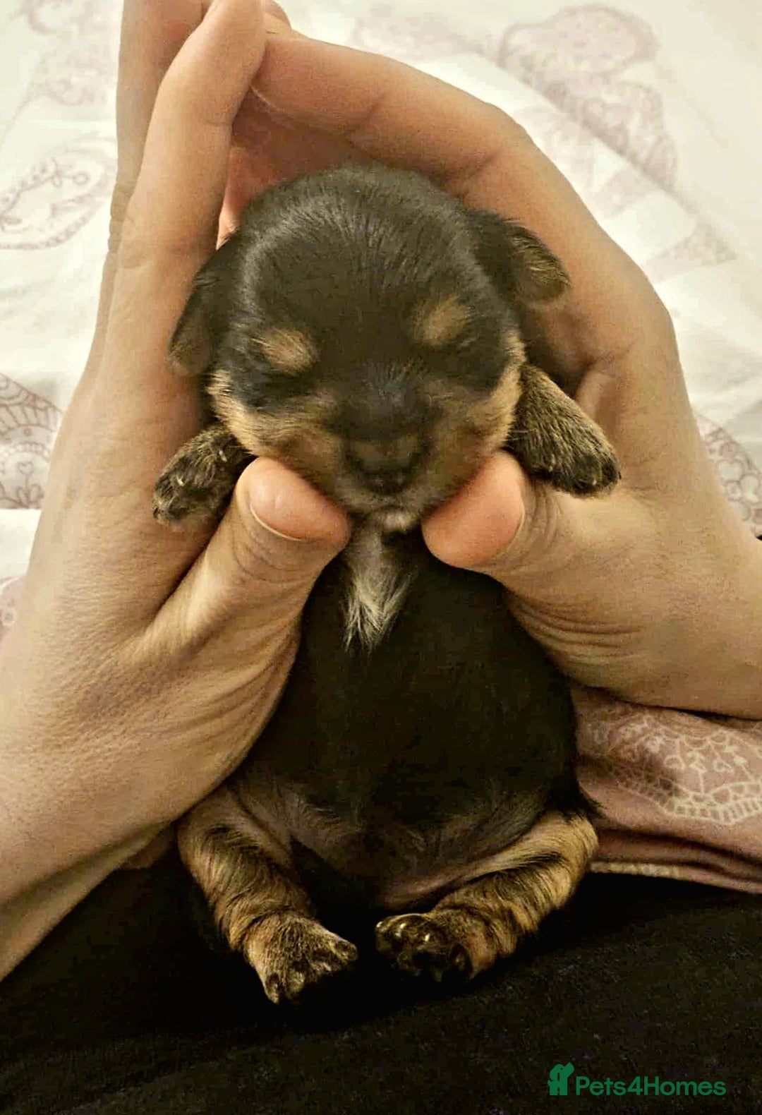 Yorkshire Terrier dogs for sale: ✨ Exquisite Yorkshire Terrier Puppies Available ✨ - Advert 13