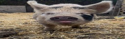 Pig livestock for sale: Female kuni kuni pig - Advert 1