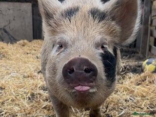 Pig livestock Female kuni kuni pig - Advert 1