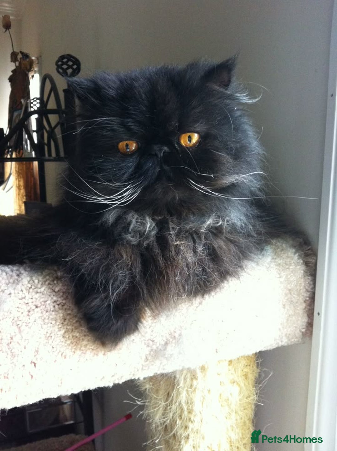 Persian cats for sale: Flatface purebred Persian king - Advert 1