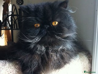 Persian cats Flatface purebred Persian king - Advert 2
