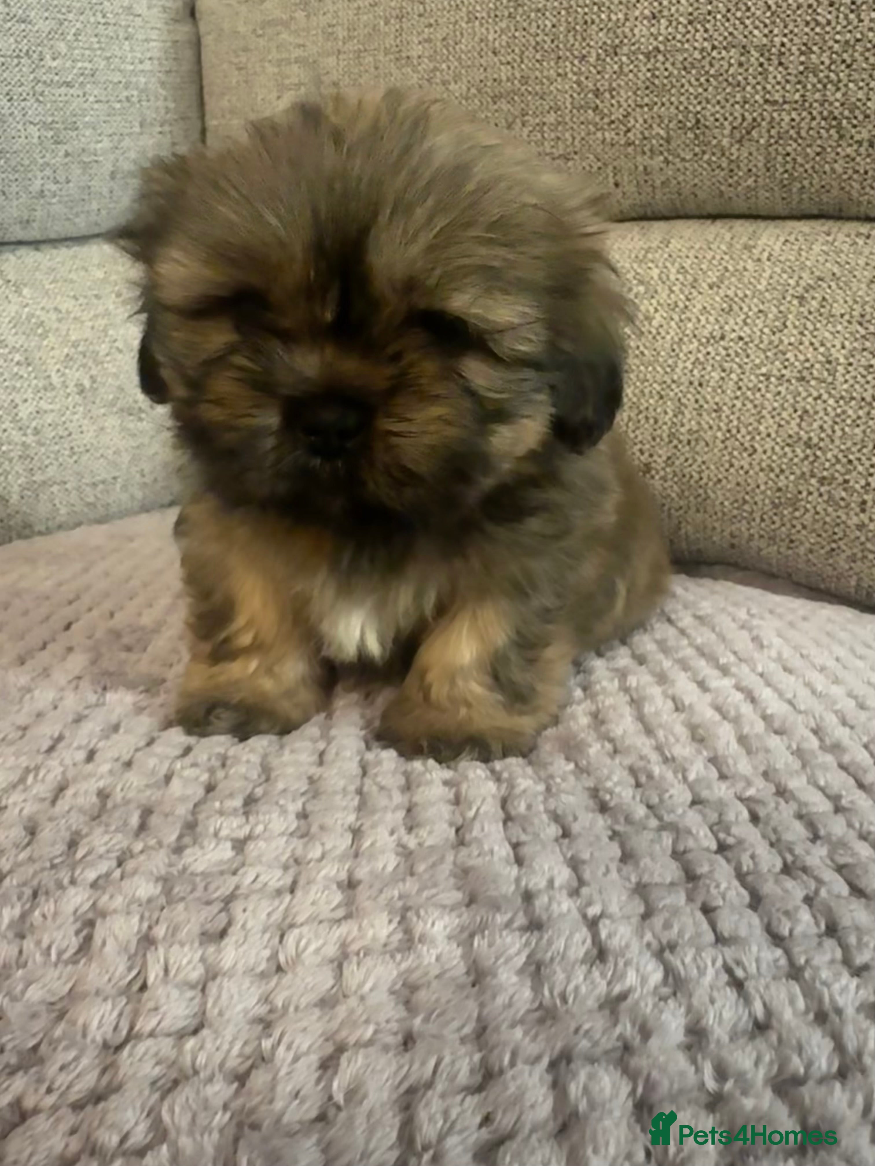 Mixed Breed dogs Shih Tzu cross patterdale pups - Advert 5