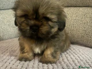 Mixed Breed dogs Shih Tzu cross patterdale pups - Advert 5