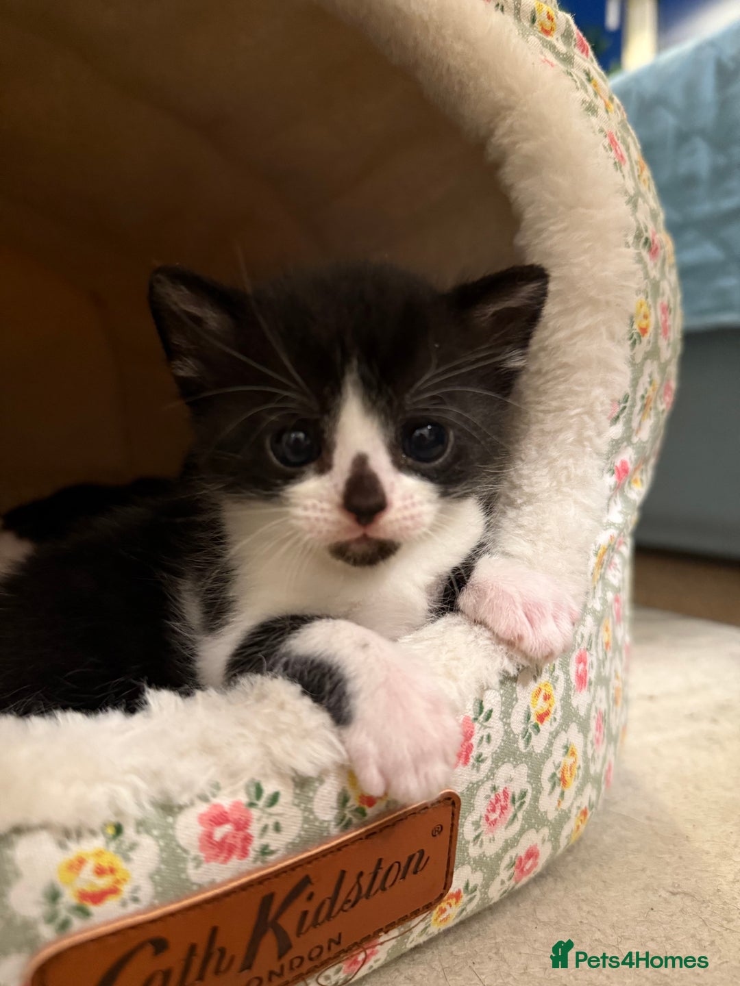 Mixed Breed cats for sale: Unique Bombay x Turkish Angora Tuxedo Kittens - Advert 3