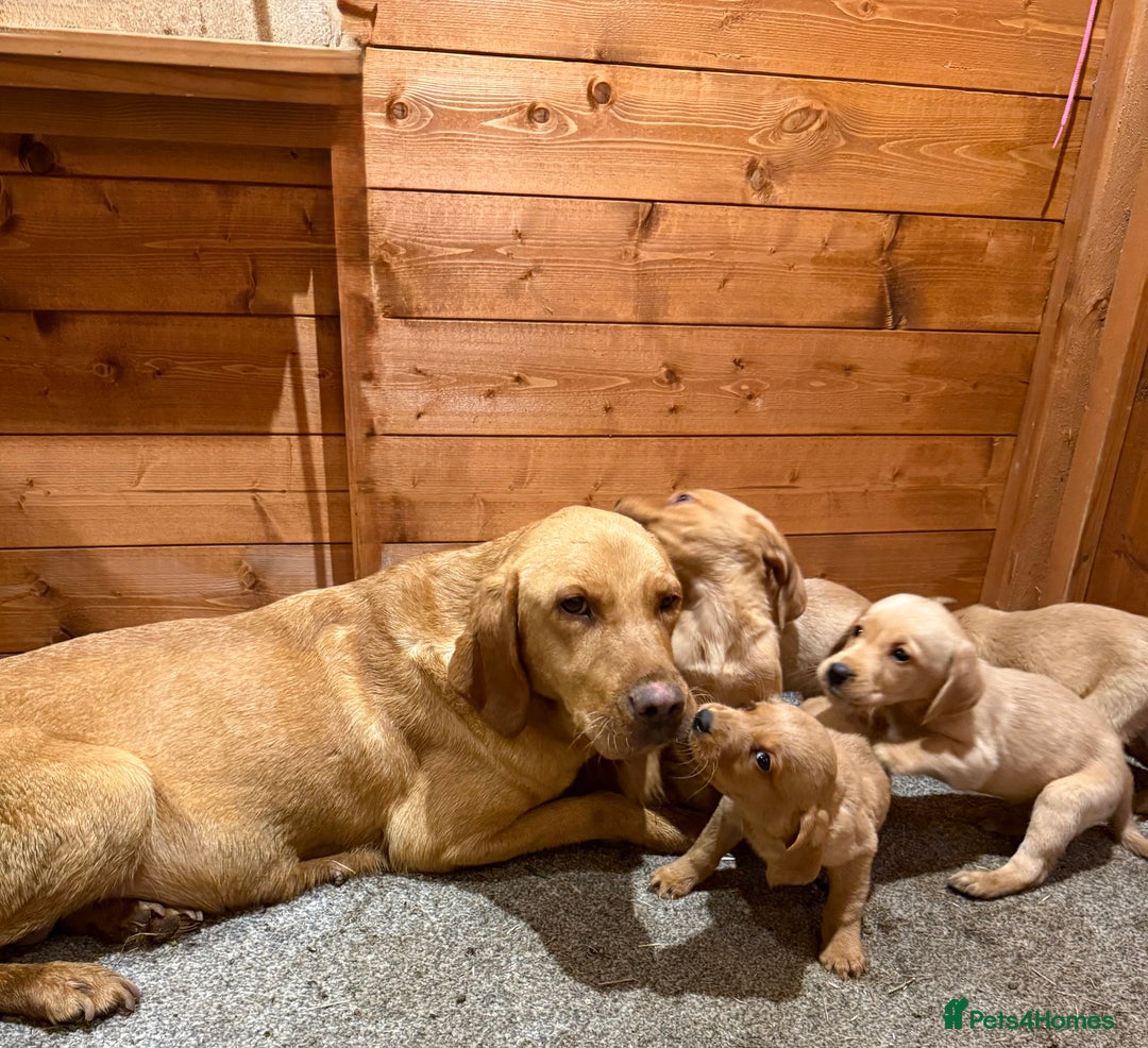 Goldador dogs for sale: Fox red goldadors  - Advert 2