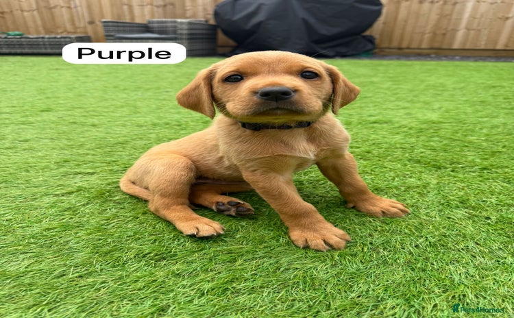 Labrador Retriever dogs - Advert 10