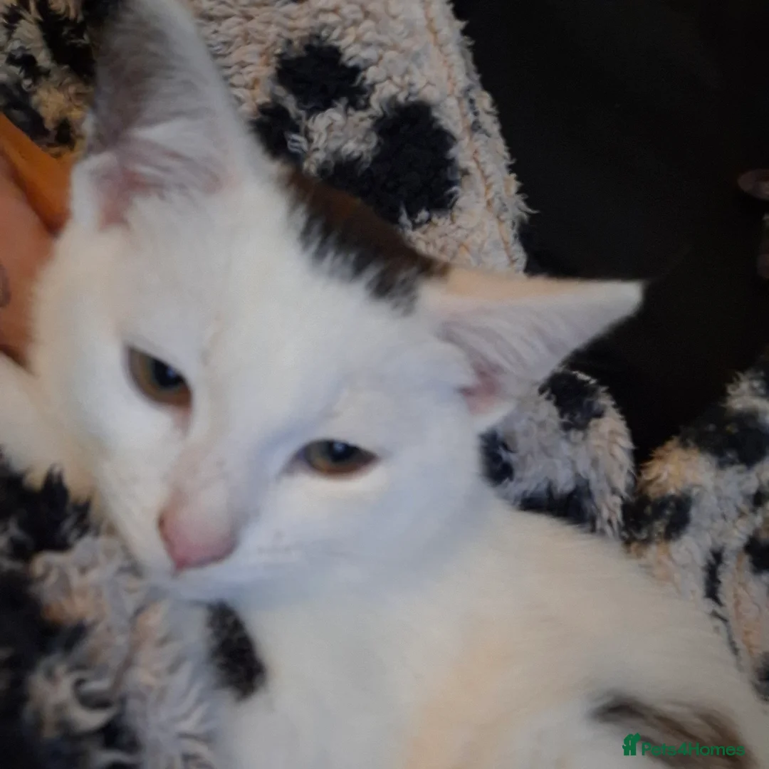 Mixed Breed cats for sale: 4/5 month old kitten in Swindon - Advert 2