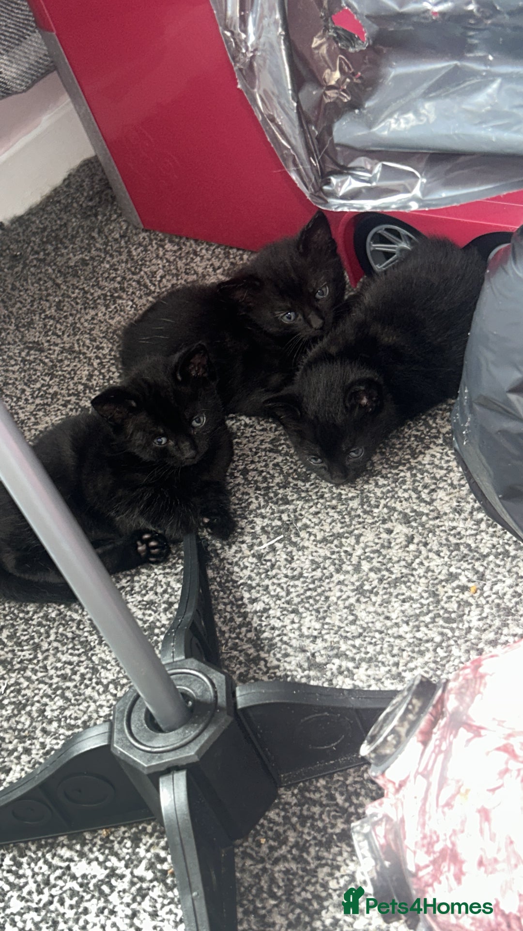 Mixed Breed cats for sale: Black tabby kittens for sale - Image 1