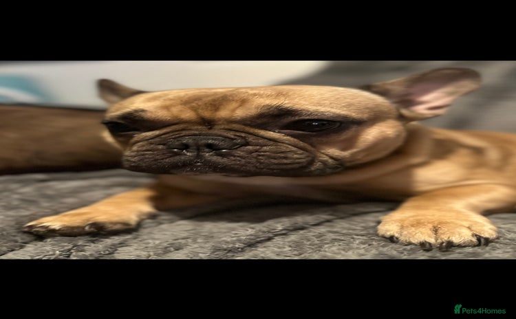 French Bulldog dogs - Advert 2