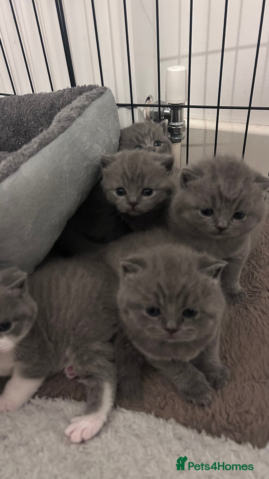 British Shorthair cats for sale: 🧸✨6 Chunky British Shorthair Kittens For Sale✨🧸 - Advert 14