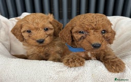 Labradoodle dogs for sale: ⭐️ Stunning F1b Labradoodle Puppies KC Parents ⭐️ - Image 13