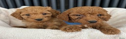 Labradoodle dogs for sale: ⭐️ Stunning F1b Labradoodle Puppies KC Parents ⭐️ - Advert 13