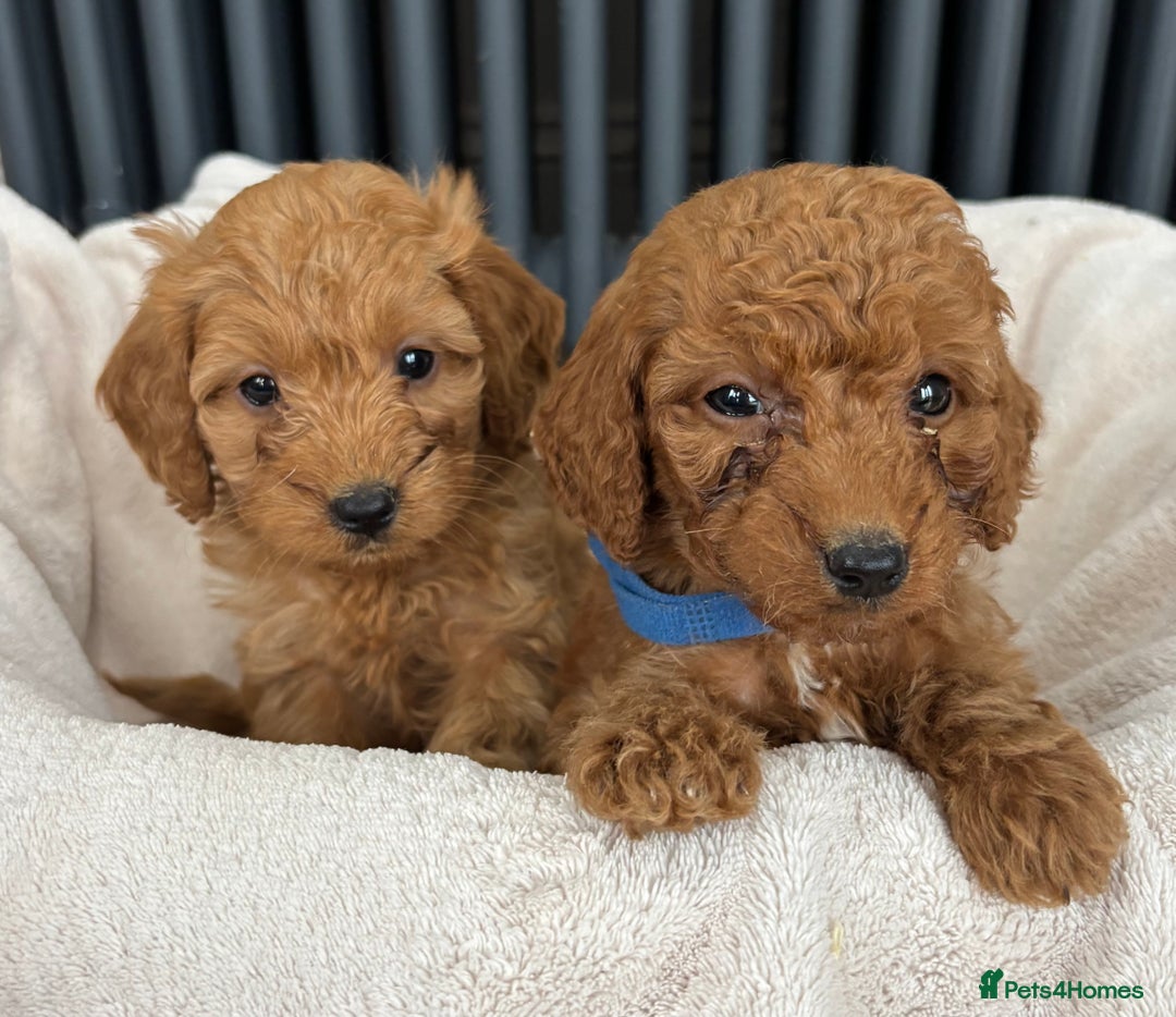 Labradoodle dogs for sale: ⭐️ Stunning F1b Labradoodle Puppies KC Parents ⭐️ - Image 13