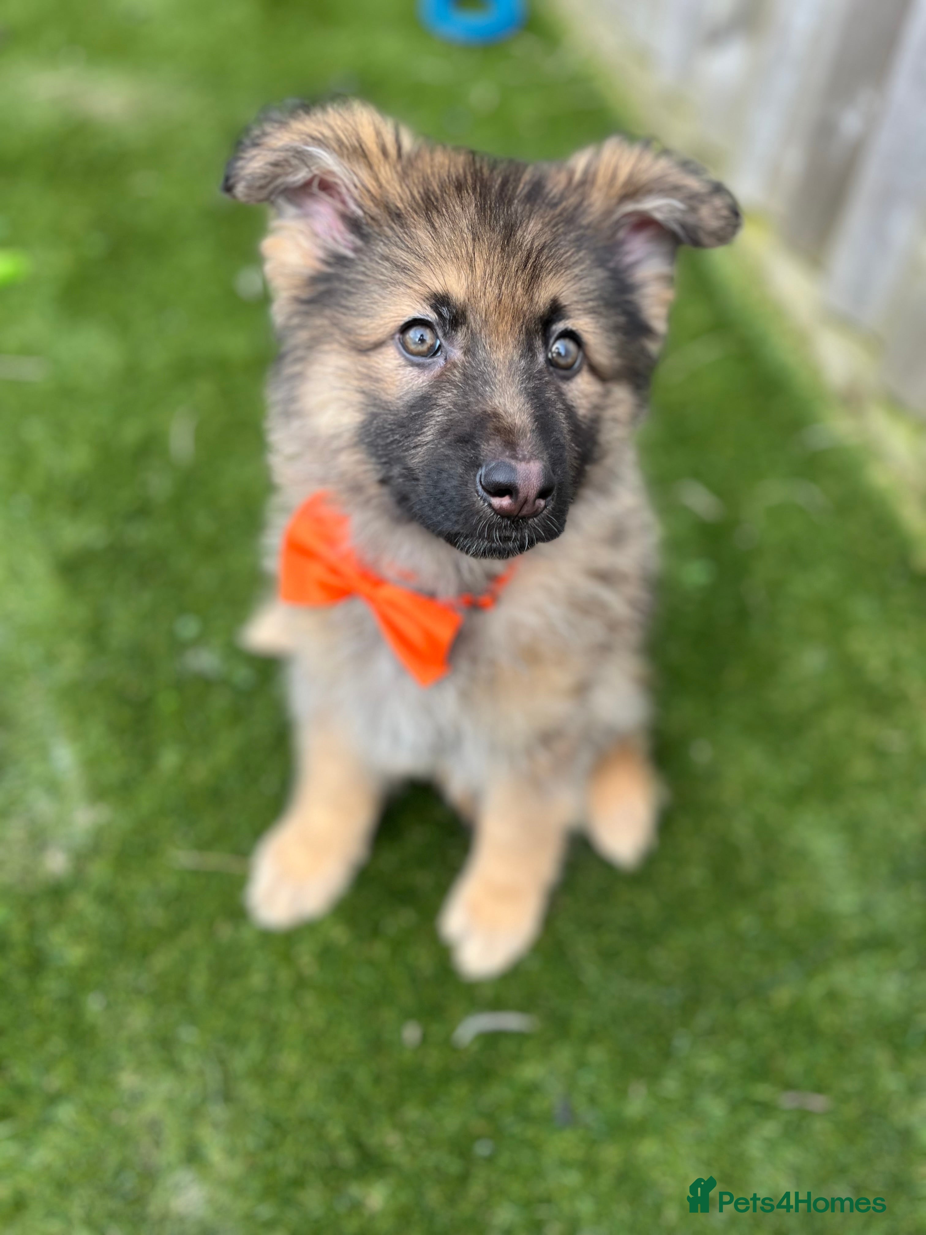 German Shepherd dogs Beautiful kc reg gsds rare colouring .4 males left - Advert 6