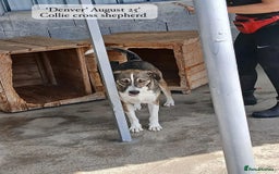 Mixed Breed dogs for adoption: Denver, 2 yrs approx. Available for adoption. - Image 10