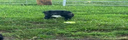 Cocker Spaniel dogs for sale: Cocker spaniel boy - Advert 6