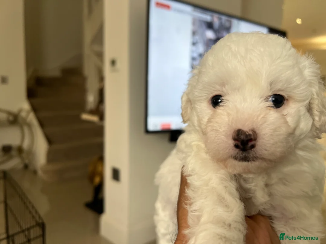 Bichon Frise dogs for sale: Purebred bichon frise - Advert 2