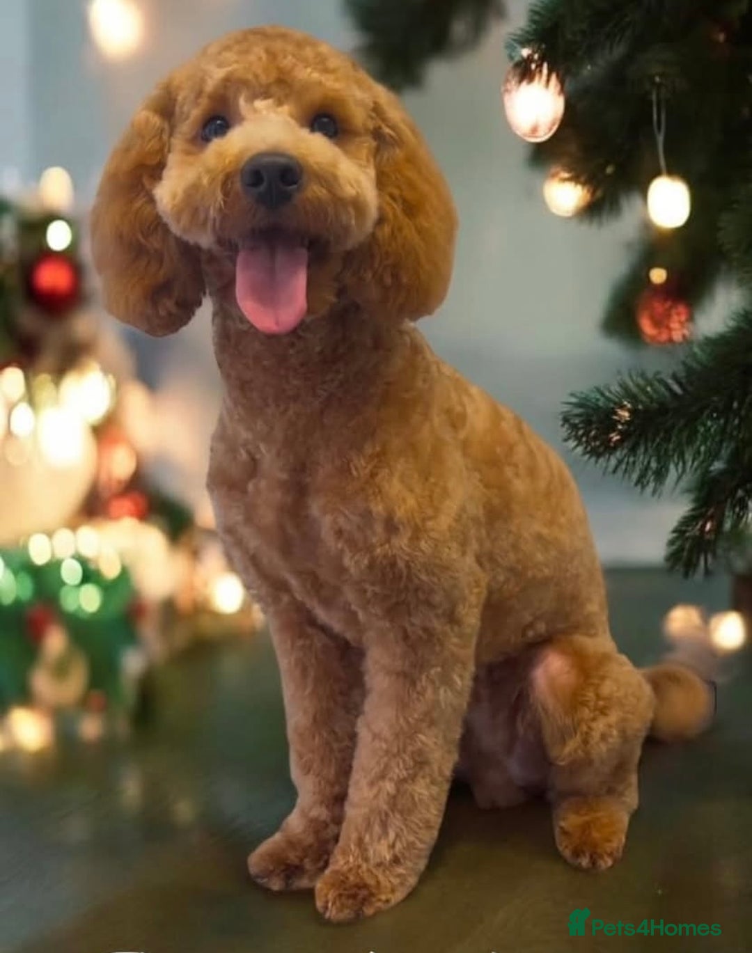 Cockapoo dogs for sale: Cockapoo puppies x5 - Advert 4