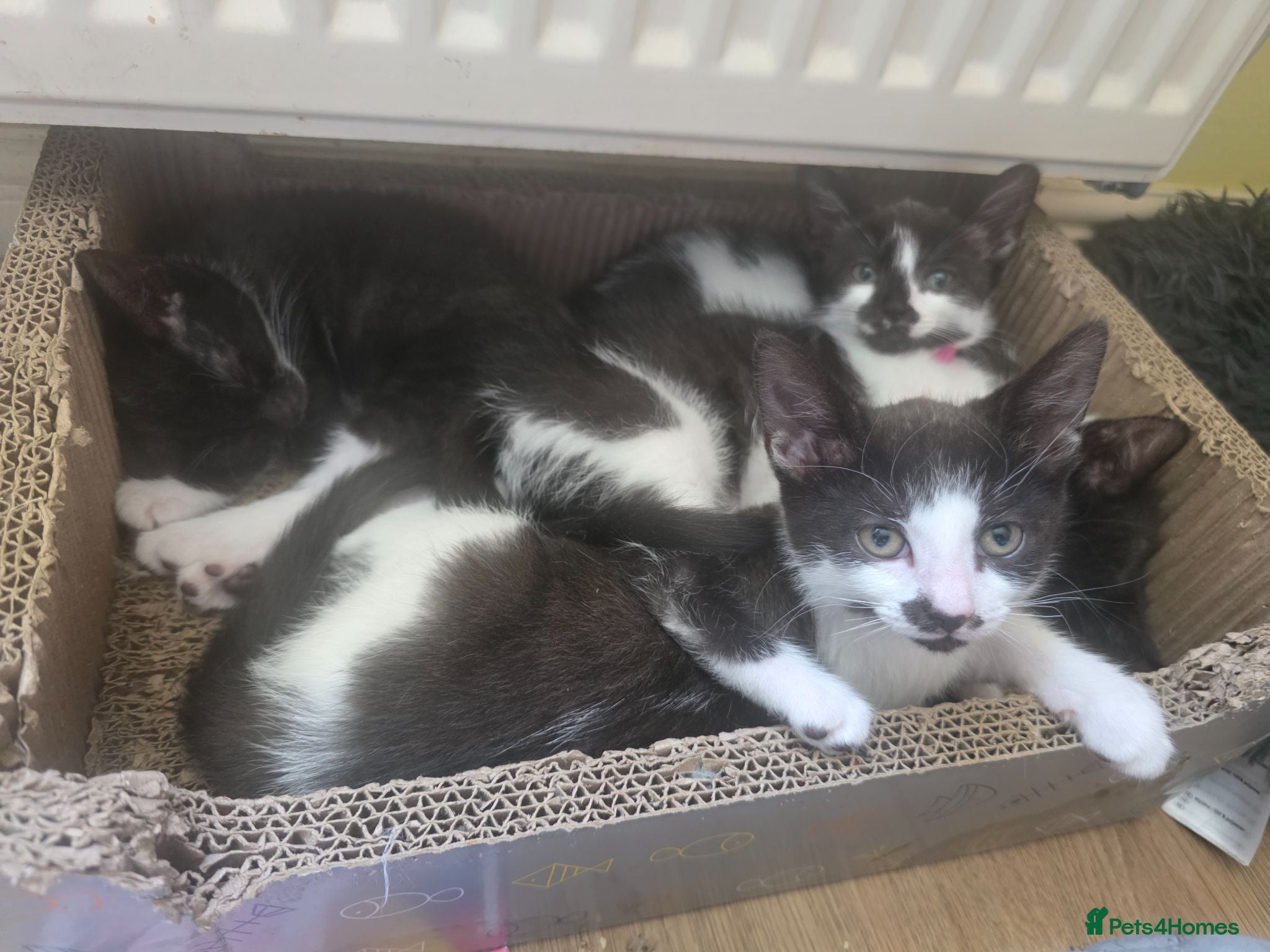 Mixed Breed cats Kittens - Advert 2