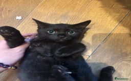 Mixed Breed cats for sale: Ragdoll mixbreed kittens for new home  - Image 17