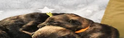 German Shepherd dogs for sale: KC Fantastic long coat German Shepherd's  - Advert 18