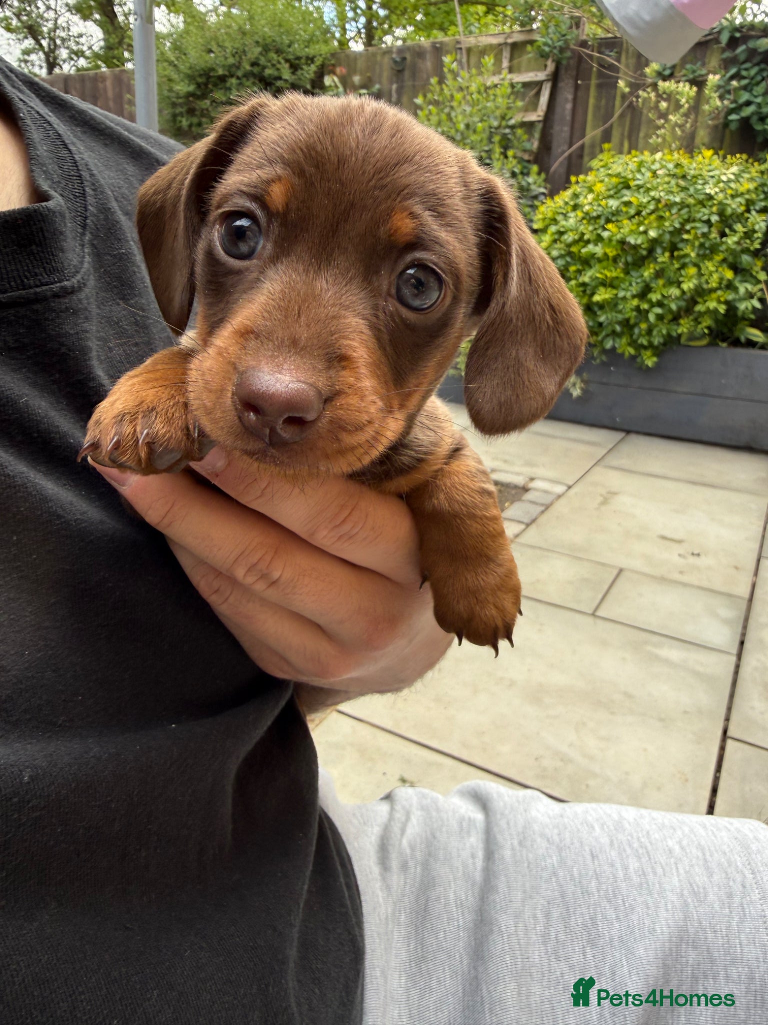 Miniature Dachshund dogs Beautiful light brown and tan female  - Advert 15