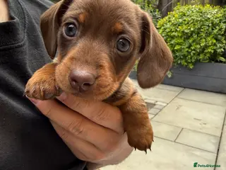 Miniature Dachshund dogs Beautiful light brown and tan female - Advert 1