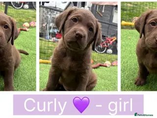 Labrador Retriever dogs *READY NOW 2 LEFT* Chunky chocolate Labrador pups - Advert 4