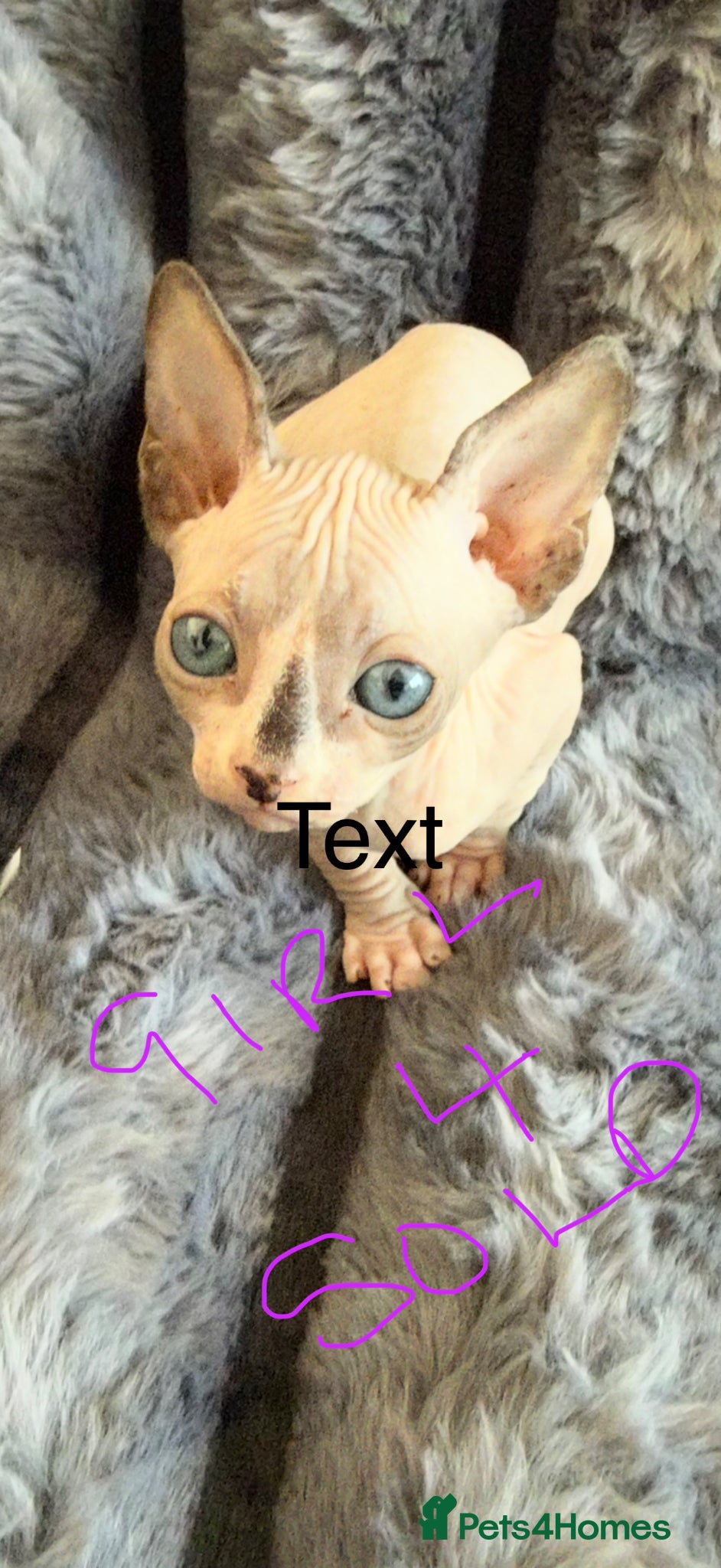 Sphynx cats sphynx kittens canadian ready to leave now . - Advert 2