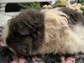 Guinea Pig rodents Gorgeous baby Guinea pigs available. - Advert 6