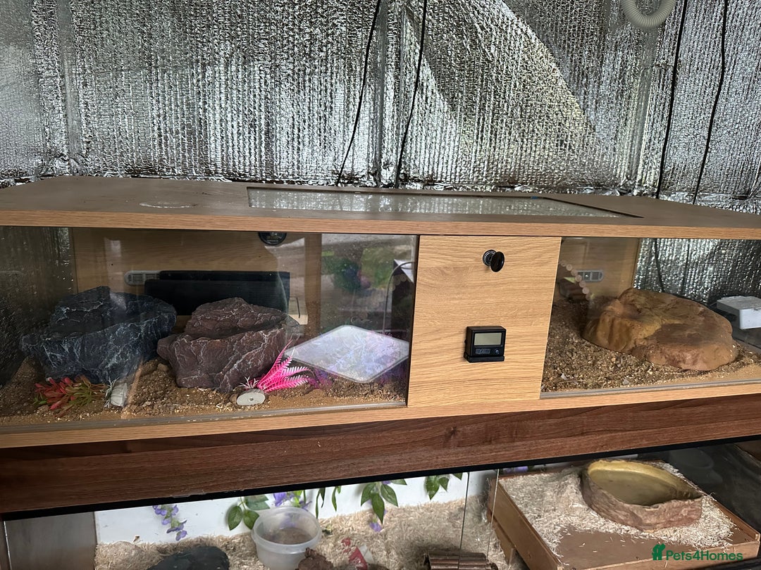 Leopard Gecko reptiles for sale: Beautiful, friendly leopard gecko and full set us - Advert 6