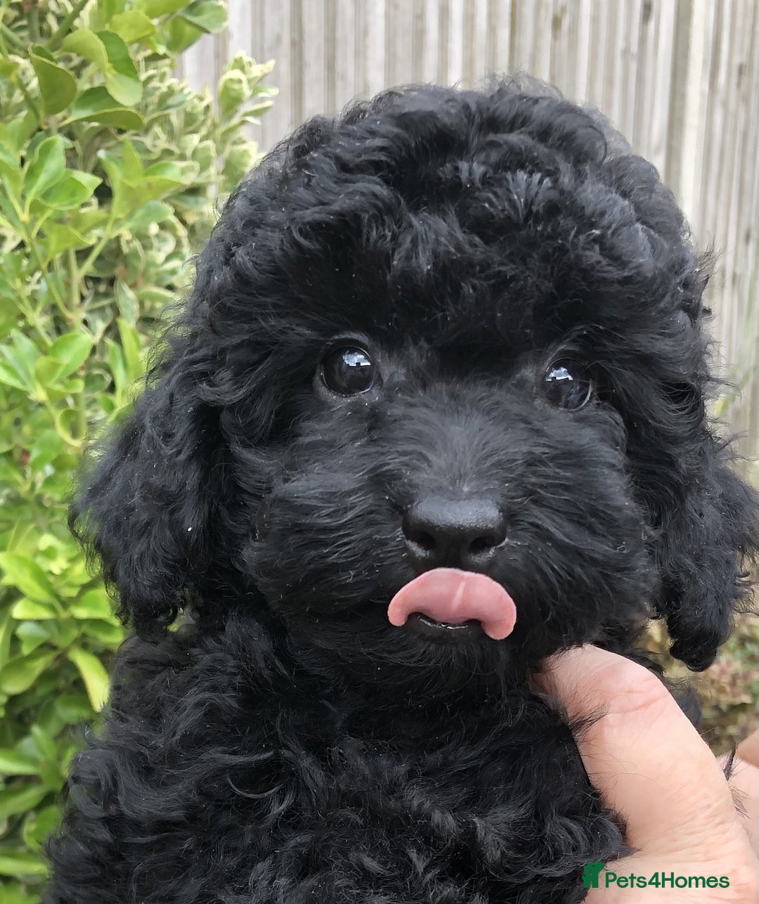 Toy Poodle dogs for sale: Stunning K.C. reg Toy Poodle Puppies - Image 3