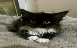 British Longhair cats for sale: 🐱 3 Months Old Fluffy Kitten Is Ready to Good 🏡  in London - Image 2