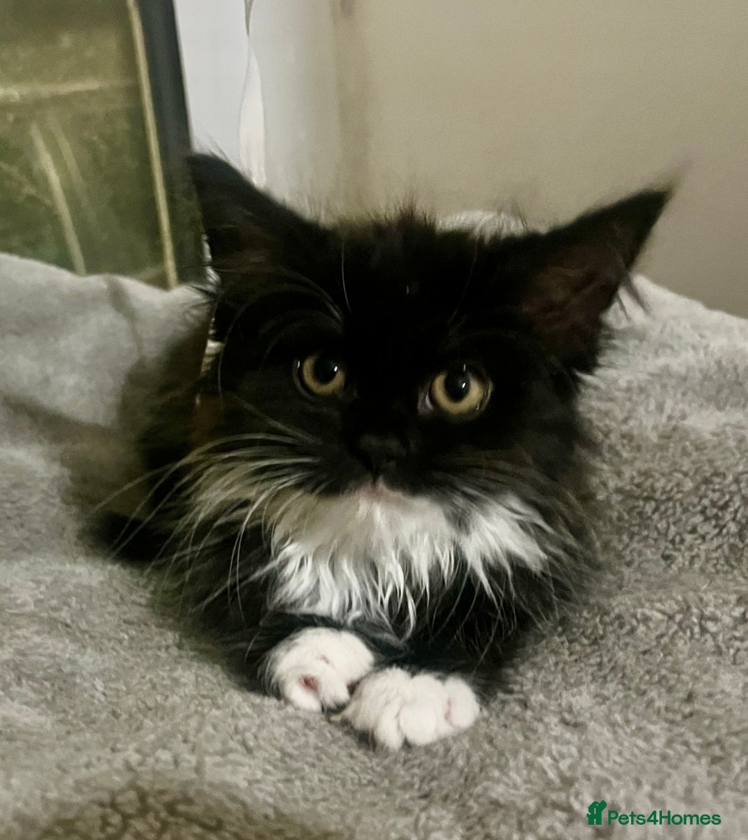 British Longhair cats for sale: 🐱 3 Months Old Fluffy Kitten Is Ready to Good 🏡  in London - Image 2