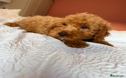Cockapoo dogs for sale: Adorable cockapoo puppies  - Image 5