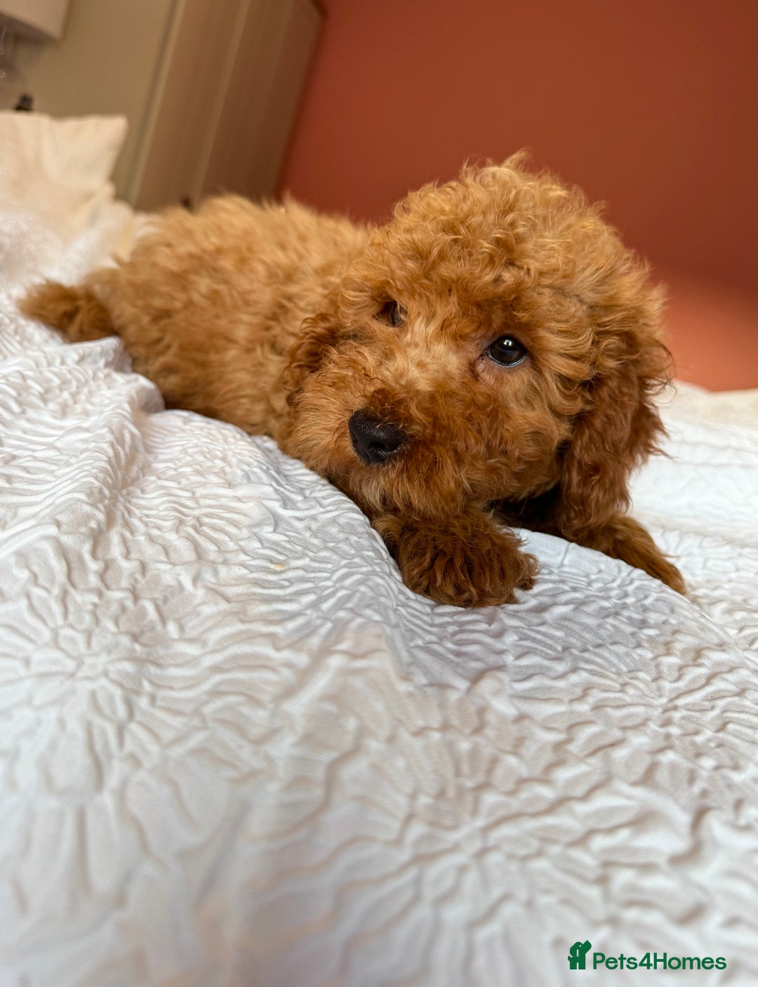 Cockapoo dogs for sale: Adorable cockapoo puppies  - Image 5